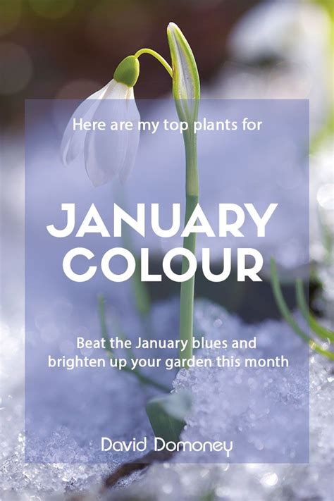 The Top Plants For Colour In January David Domoney Cool Plants Small