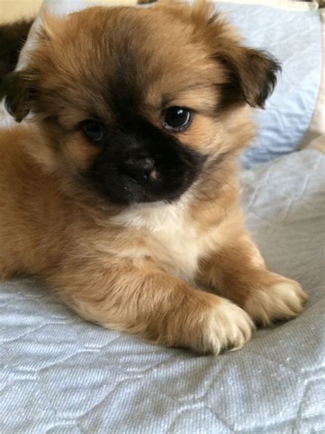 Explore 10 listings for shitzu cross puppies at best prices. amazing Teddy bear pup chihuahua x shih tzu | Southampton ...