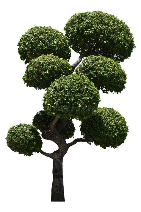 Beautiful Ornamental Tree Green Topiary Tree Green Leaves Ornamental