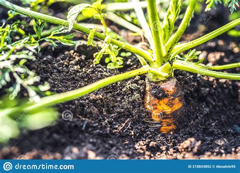 Close Up Carrots Growing In Soil Stock Photo Image Of Leaf Orange