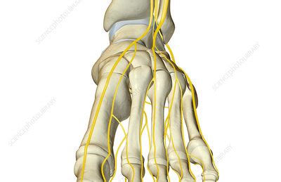 The nerves of the foot - Stock Image - F001/7518 - Science Photo Library