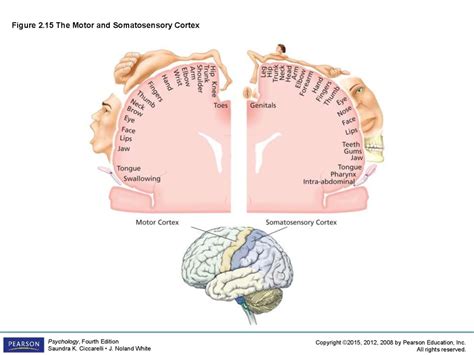Communication allows the body to adjust the function of each organ according to the needs of the whole body. The biological perspective - online presentation