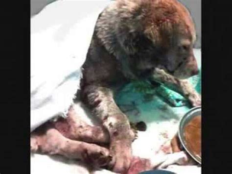 A Promise to Pinky (Animal Rescue & Relief) - YouTube