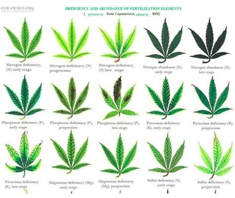 Plant Nutrient Deficiency Leaf Illustrations And Charts Reference Guide