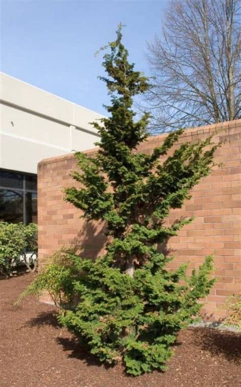 Narrow Evergreen Trees For Year Round Privacy In Small Yards Pretty