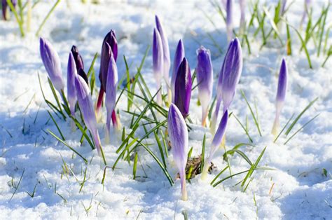 Spring Flower And Snow Free Stock Photo Public Domain Pictures