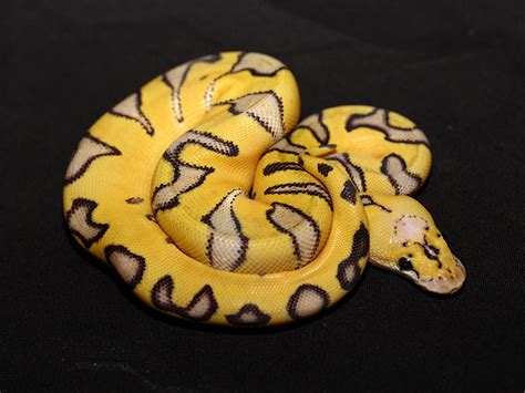 Clown Enchi Super Pastel Morph List World Of Ball Pythons