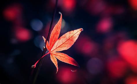 Hd Wallpaper Red Japanese Maple Leaf Fall Seasons Autumn Nature
