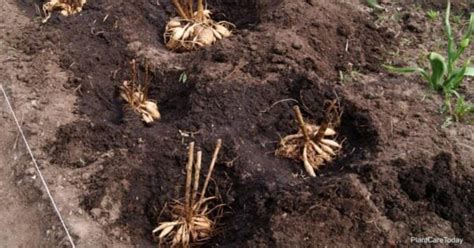 Dividing Dahlia Tubers How To Split Or Divide Dahlia Bulbs