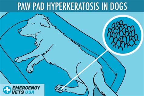 Paw Pad Hyperkeratosis In Dogs What Is It And How To Treat It
