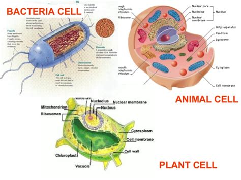 Animal cell vs bacterial cells. Pab