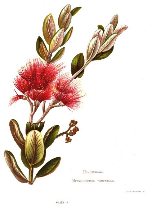Nz natives index showing all links to new zealand plants photography alphabetically. Native Flowers of New Zealand (1888) by Georgina Burne ...