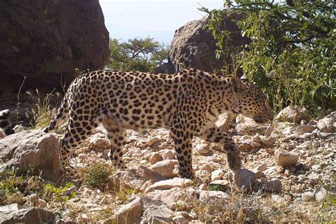 The arabian leopard (panthera pardus nimr) is a subspecies of leopard that is a native to the arabian peninsula. How the lure of frankincense puts Arabian leopards in ...