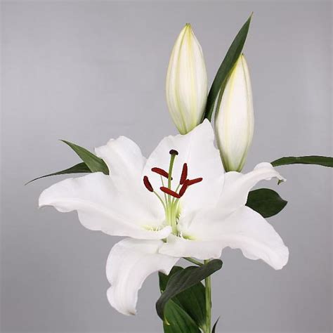 Lily Oriental Signum Cm Wholesale Dutch Flowers Florist Supplies Uk
