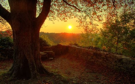 Forest Sunset Wallpapers Wallpaper Cave