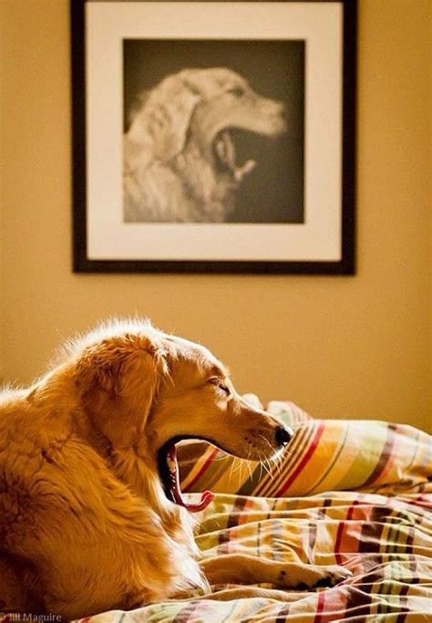 30 Perfectly Timed Photos Of Dogs