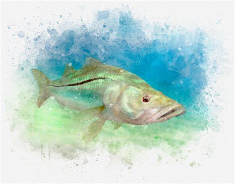 Snook Art Print Watercolor Style A Great Snook Fisherman Etsy