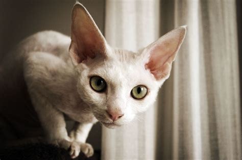 10 Best Cats With Big Ears Catcatme