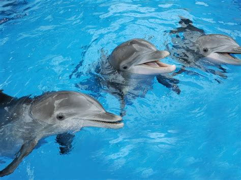 Baby Baby Baby Three Dolphins Pregnant At Brookfield Zoo Photos