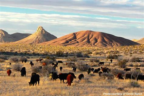 How far is japan from odessa (texas)? Wildlife population, habitat flourish in far West Texas ...