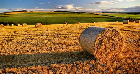 Prima di effettuare il calcolo è necessario compilare i campi con i dati richiesti ed inserire i dati relativi al comune di perugia. IMU terreni agricoli, scadenza 16 giugno 2020: esenzioni ...