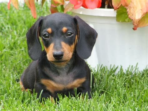 Dachshund Dog Breed Standard Breeds Of Small Dogs Best Small Dog Breeds