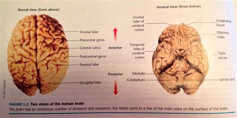 Dorsal And Ventral Views Of The Brain Occipital Lobe Cerebral Cortex