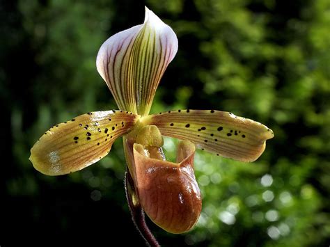 Grow And Care Paphiopedilum Orchid Venus Slipper Travaldo S Blog