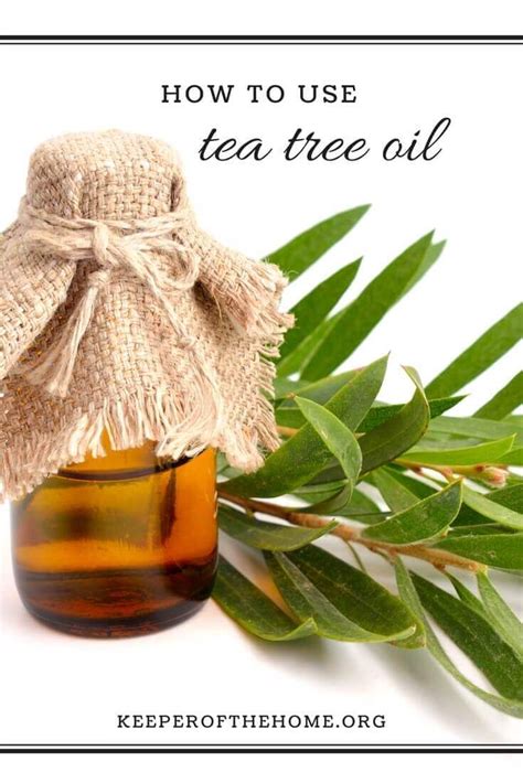 How To Use Tea Tree Oil And Some Favorite Recipes Recettes