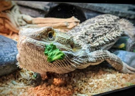 Can Bearded Dragons Eat Radishes MyPetCareJoy