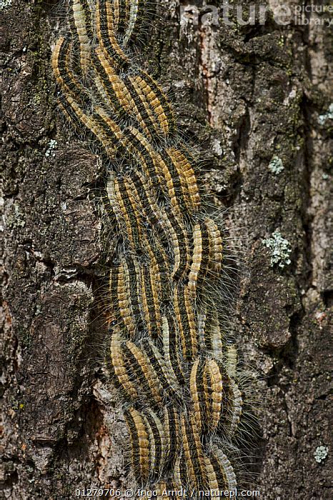 Nature Picture Library Oak Processionary Moth Thaumetopoea