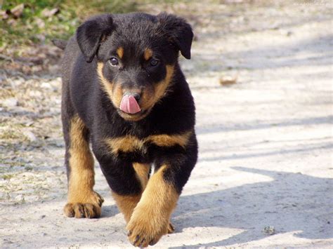 Herding Puppies Pictures