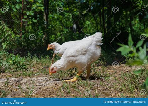 Pollos Blancos Jovenes Que Comen En La Tierra Imagen De Archivo