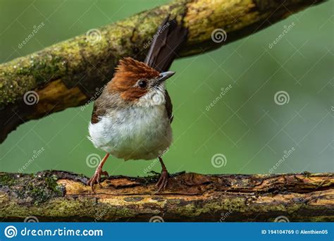 Nature Wildlife Endemic Bird Of Borneo Chestnut Crested Yuhina On Perch