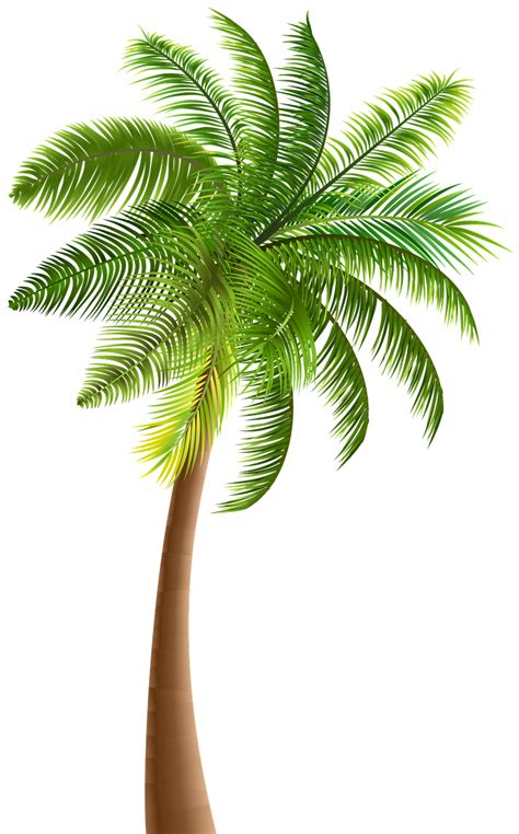 Download Coconut Palm Tree Royalty Free Stock Illustration Image Pixabay