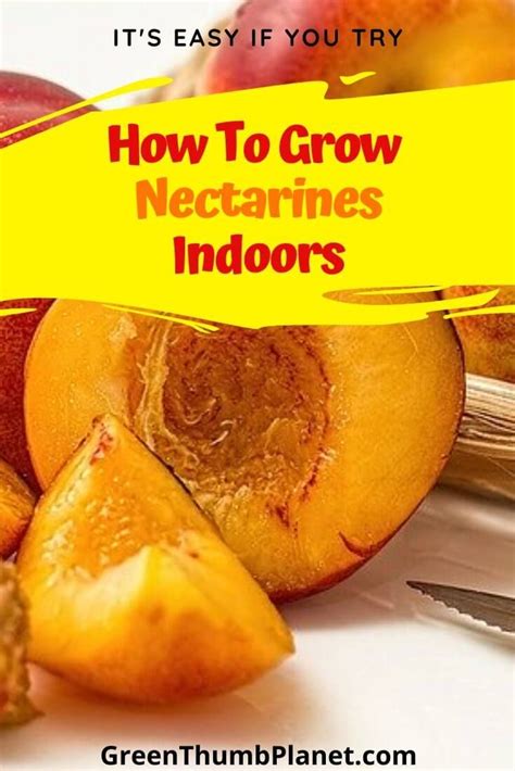 How To Grow A Dwarf Nectarine Tree Indoors In 2020 Growing Fruit