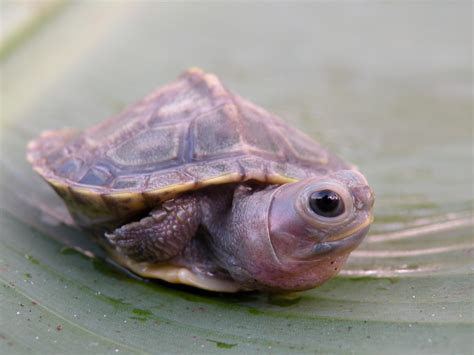 Albino turtles