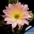 Cultivation of new species of cactaceae and succulents for sale, winter hardy cactus grafting, gallery with many pictures, new cultivars, crested forms, pediocactus, mammillaria, astrophytum, opuntia. Photo gallery CHAMAELOBIVIA