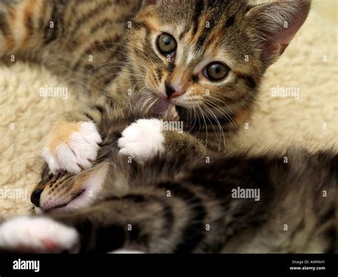 Two Kittens Nine Weeks Old Playfighting Tabby Kitten Biting Siblings