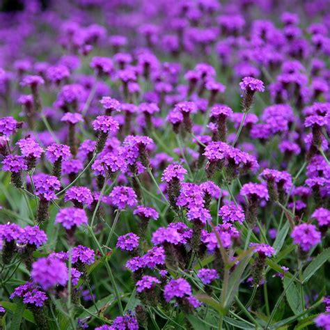 Buy Verbena Verbena Rigida £699 Delivery By Crocus Hardy Perennials