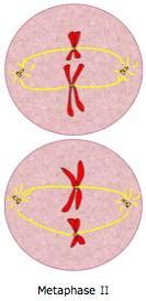 During this phase, the pairs of homologous chromosomes arrange on the metaphase plate of the cell, and then they bind to the meiotic spindle through. Metaphase II - Stages of Meiosis - Online Biology Dictionary