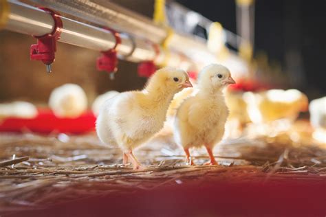 Poultry Farmers Morrisons Farming