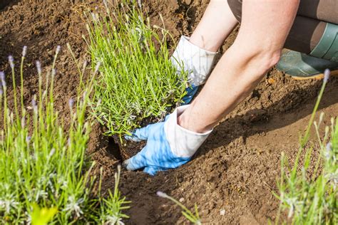 Lavendel im garten ist eine wohlduftende und pflegeleichte pflanze die einen sonnigen und trockenen standort bevorzugt. Lavendel: das mediterrane Heilkraut aus dem eigenen Garten ...