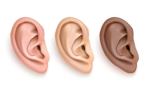 Vector Realistic Human Ear Iocn Set Closeup Isolated On White