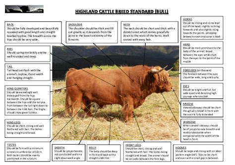 Breed Standards Nz Lifestyle Highland Society