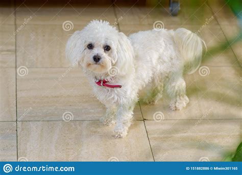 Cute Little Curly Haired White Toy Poodle Stock Photo
