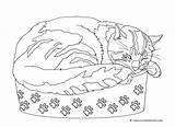 Cat Sleeping Coloring Pages Cats Kittens Draw sketch template