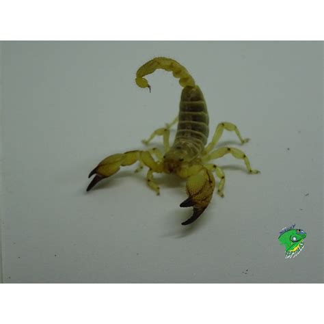 Israeli Gold Scorpion Adult Strictly Reptiles Inc