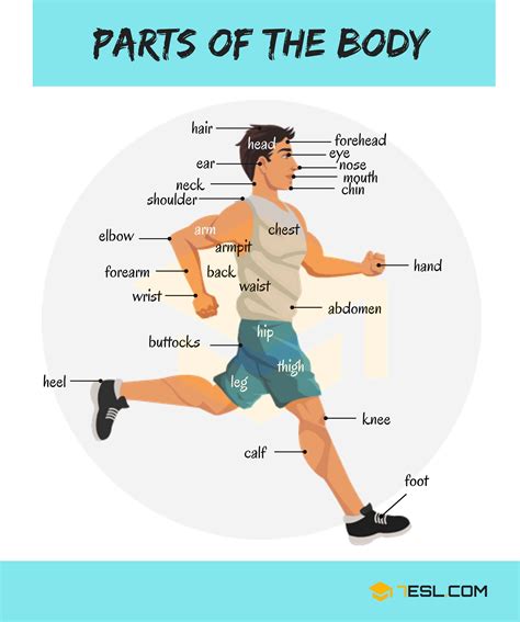 Your leg muscles are some of the hardest working muscles in your body. Human Body Parts Names In English With Pictures - 7 E S L