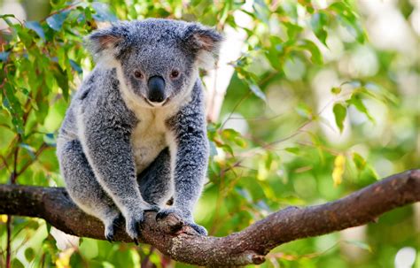 Koalas And Kangaroos Fun Facts About Australias Most Beloved
